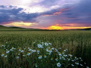 west, camomiles, Mountains, Field, sun, corn