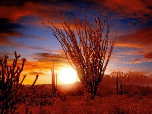 west, Desert, Ocotillo, sun, Sonora