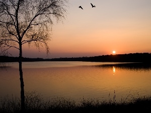 west, viewes, River, sun, trees