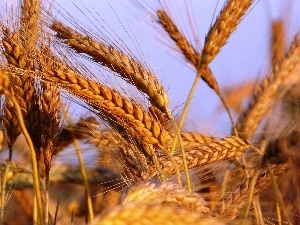 wheat