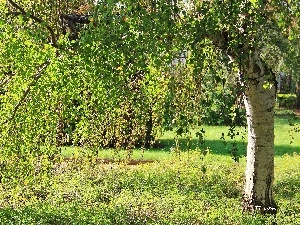 White, cork, birch-tree