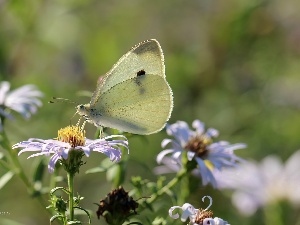 White, Insect, butterfly, Cabbage