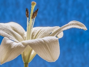 White, Lily, Colourfull Flowers