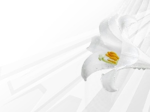 White, Lily, Colourfull Flowers