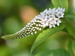 white, Lythrum Salicaria, Colourfull Flowers