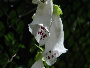 digitalis, white, Flowers