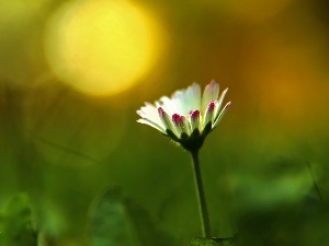 white and Pink, flakes, daisy