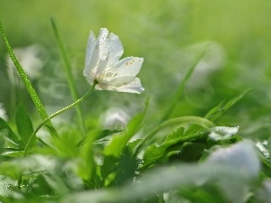 White, Colourfull Flowers, anemone