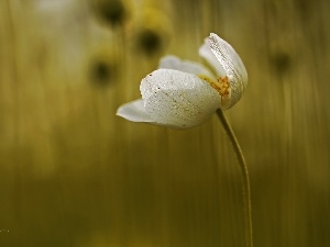 White, Colourfull Flowers, anemone