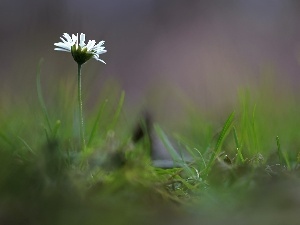 White, Colourfull Flowers, daisy