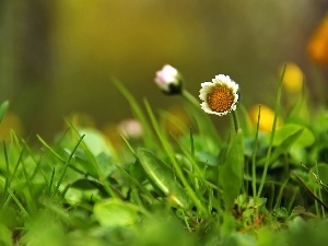 White, Colourfull Flowers, daisy