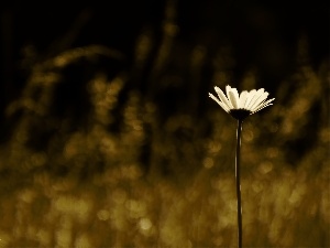 White, Colourfull Flowers, Daisy