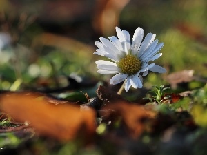 White, Colourfull Flowers, daisy