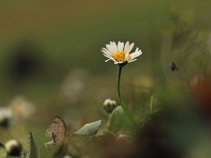 White, Colourfull Flowers, daisy