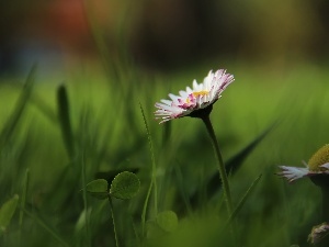 White, Colourfull Flowers, daisy