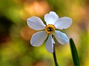 White, Colourfull Flowers, narcissus