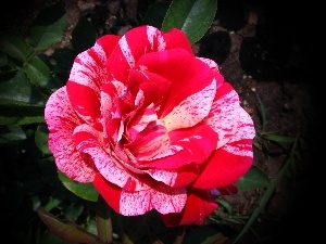 White, red, Colourfull Flowers, rose