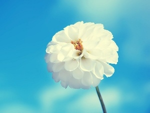 White, Colourfull Flowers, Sky