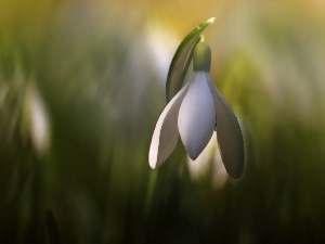 White, Colourfull Flowers, Snowdrop