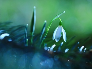 White, Colourfull Flowers, Snowdrop