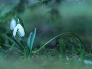 White, Colourfull Flowers, Snowdrop