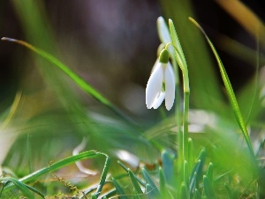 White, Colourfull Flowers, Snowdrop