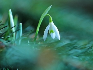 White, Colourfull Flowers, Snowdrop