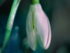 White, Colourfull Flowers, Snowdrop