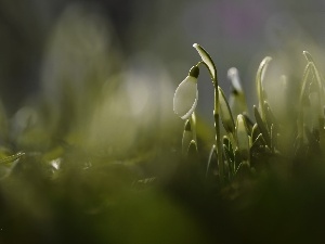 White, Colourfull Flowers, Snowdrop