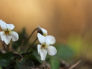White, Flowers, fragrant violets