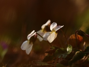 White, Flowers, fragrant violets