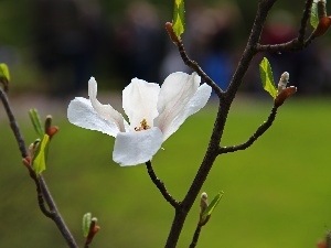 White, Colourfull Flowers, Magnolia kobus