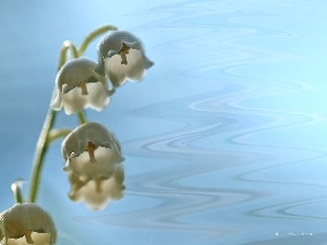 Flowers, White, lily of the Valley, The May