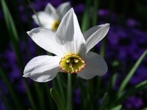 white narcissus