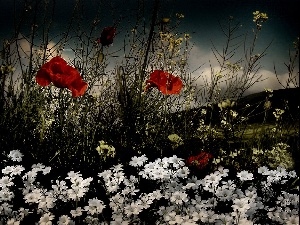 clouds, White, papavers, Field, Alpine Cerastium, Flowers, Red