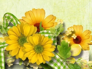 White, green, Yellow, ribbon, daisy