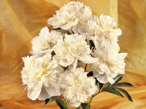 white, peony, small bunch