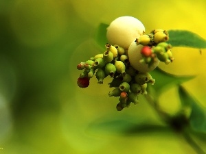 White, The beads, Symphoricarpos Duhamel