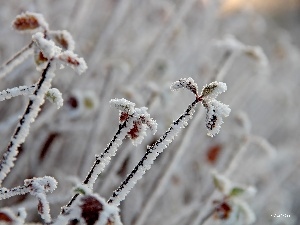 White frost, Frost, Twigs, leaves