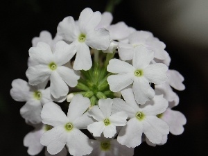 White, Flowers, Verbena garden