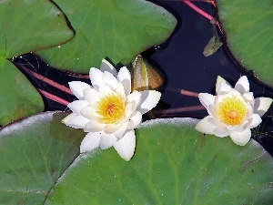 water, White, lilies