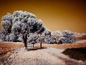 White frost, first, winter, field