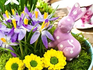 Wild Rabbit, crocuses, Easter