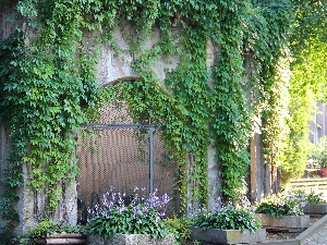 wild, covered, Old car, wine, House