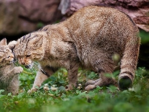 young, Wildcats, mother