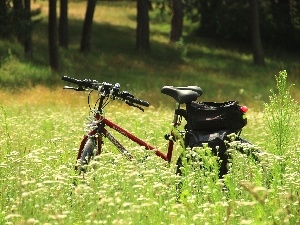 Wildflowers, Flowers, Bike, Meadow