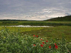 Wildflowers, field, brook, Flowers, medows