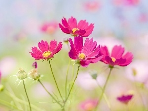 Flowers, Cosmos, Pink