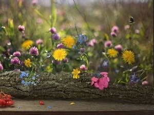 Wildflowers, viewes, trunk, Flowers, trees