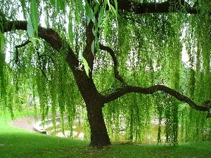 Willow, Beauty
